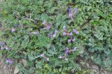 род Astragalus. Цветущие растения в сообществе с Securigera, Scleranthus, Tripleurospermum caucasicum, Arenaria, Plantago lanceolata. Грузия, Боржоми-Харагаульский национальный парк, маршрут №1; гребень горного отрога, луг ≈ 1850 м н.у.м. 25.05.2018.