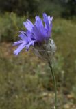 Catananche caerulea. Верхушка побега с соцветием. Испания, автономное сообщество Каталония, провинция Жирона, комарка Баш Эмпорда, муниципалитет Тороэлья-де-Монгри, долина Санта-Катерина. 15.06.2018.