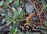 Salix lanata. Верхушка ветви с соплодием. Мурманская обл., Хибины, пик Марченко, ≈ 1000 м н.у.м., каменистый склон. 08.08.2018.