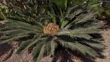 Cycas revoluta. Растение с мегаспорофиллами. Кипр, г. Айа-Напа, в озеленении частной территории. 04.10.2018.