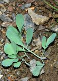 Corydalis ledebouriana. Вегетирующее растение. Узбекистан, Джизакская обл., Зааминский р-н, ущ. р. Сувлисай недалеко от плотины Зааминского водохранилища. 20.04.2018.