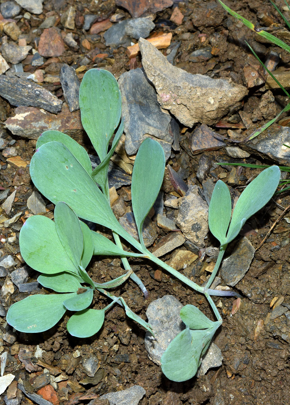 Image of Corydalis ledebouriana specimen.