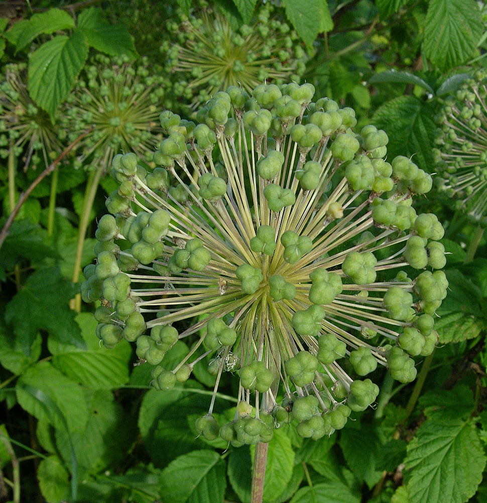 Image of Allium rosenorum specimen.