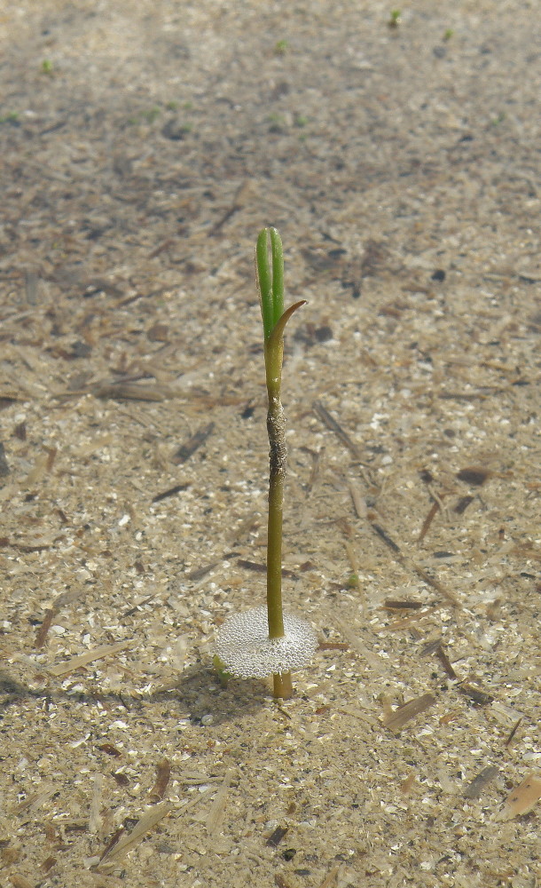 Image of Salsola soda specimen.