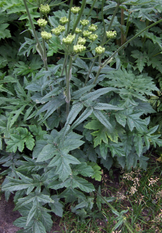 Изображение особи род Heracleum.