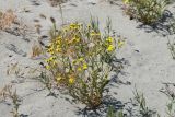 Senecio subdentatus