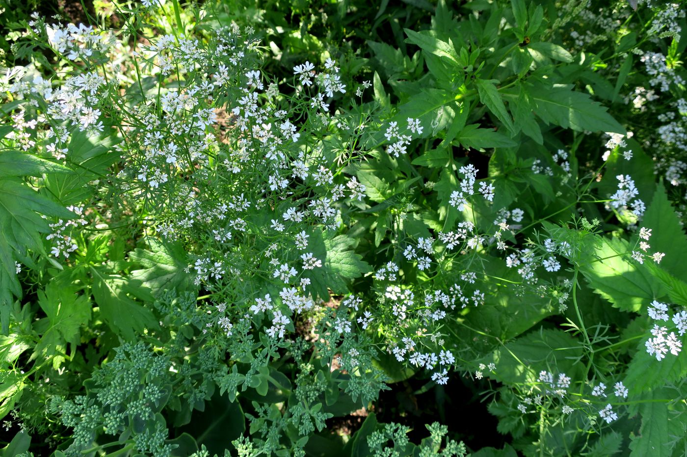 Изображение особи Coriandrum sativum.