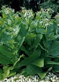 Nicotiana sylvestris