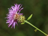 Centaurea stoebe. Верхушка побега с соцветием. Приморский край, Партизанский городской округ, ст. Тигровый, на железной дороге. 01.08.2020.