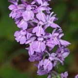 Dactylorhiza saccifera