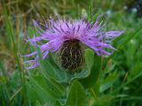 Centaurea подвид davidovii