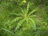 Cirsium roseolum