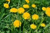 Taraxacum officinale. Соцветия. Московская обл., окр. г. Железнодорожный, у дороги. 16.05.2021.