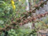 Agrimonia eupatoria. Часть соплодия. Москва, БС МГУ, экспозиция степных растений. 01.09.2021.