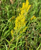 Solidago × niederederi