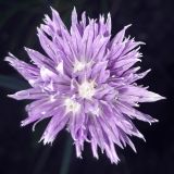 Allium schoenoprasum