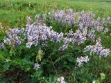 Astragalus norvegicus. Цветущие растения (на переднем плане плодоносящее растение Hedysarum arcticum). Полярный Урал, долина р. Харуты. 10.07.2007.