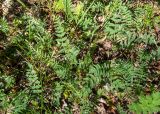 Astragalus danicus. Вегетирующие растения в сообществе с Achillea и Potentilla. Тверская обл., Кимрский р-н, дамба Иваньковского вдхр. 08.06.2022.