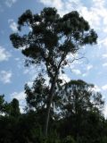 Eucalyptus viminalis. Взрослое дерево. Абхазия, Гудаутский р-н, г. Новый Афон, окр. Иверской горы. 17 июля 2008 г.