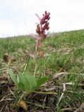 Corydalis ledebouriana. Цветущее растение. Казахстан, Чу-Илийские горы, пер. Кордай, степь в распадке между сопками, ≈ 980 м н.у.м. 29 марта 2023 г.