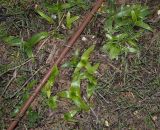 Ornithogalum dubium