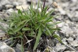 Silene chamarensis