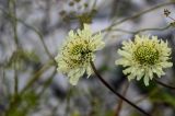 Cephalaria gigantea