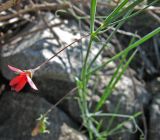 Lathyrus setifolius. Часть побега с цветком. Южный Берег Крыма, гора Аю-Даг. 11.05.2007.