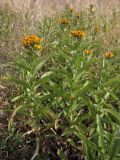 Inula germanica