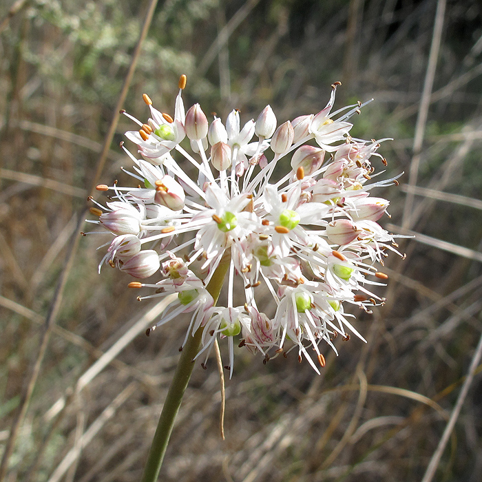 Image of Allium savranicum specimen.
