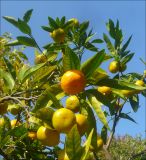 Citrus unshiu. Ветви с плодами. Абхазия, г. Новый Афон, в культуре. 5 ноября 2011 г.