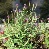 Verbena rigida