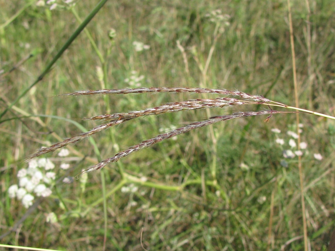 Image of Bothriochloa ischaemum specimen.