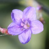 Limonium scoparium