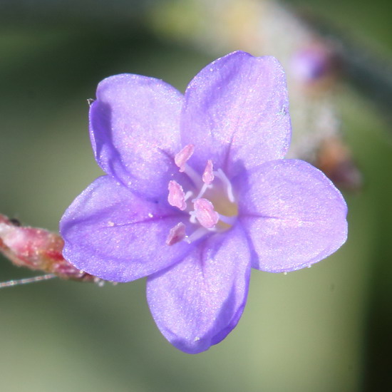 Изображение особи Limonium scoparium.