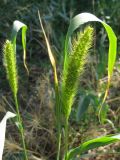 Setaria viridis