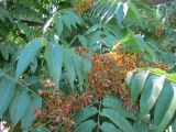 Ailanthus altissima