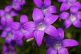 Campanula patula