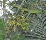 Dypsis lutescens. Часть соплодия с незрелыми плодами. Таиланд, национальный парк Си Пханг-нга. 19.06.2013.