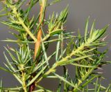 Juniperus conferta. Средняя часть веточки. Германия, г. Essen, Grugapark. 29.09.2013.