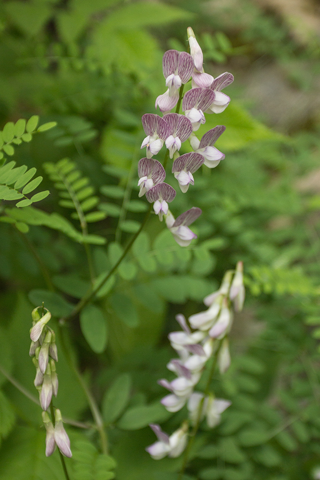 Изображение особи Vicia sylvatica.