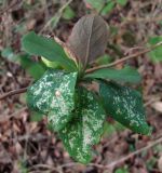 Lonicera caprifolium