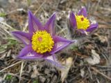 Pulsatilla patens