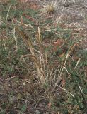 Phleum paniculatum