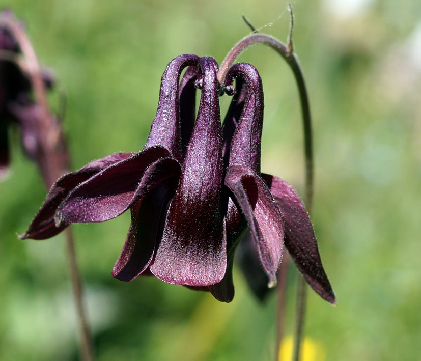 Изображение особи Aquilegia atrovinosa.