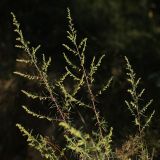 Artemisia campestris. Верхушка цветущего растения. Калужская обл., ст. Думиничи, используемый под выпас суходольный луг. 26.08.2009.