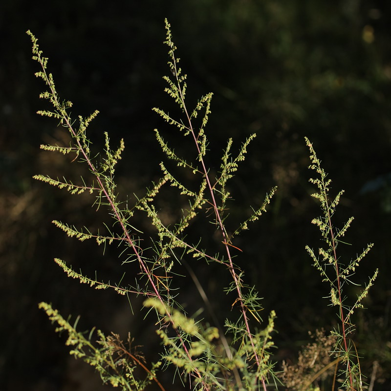 Изображение особи Artemisia campestris.