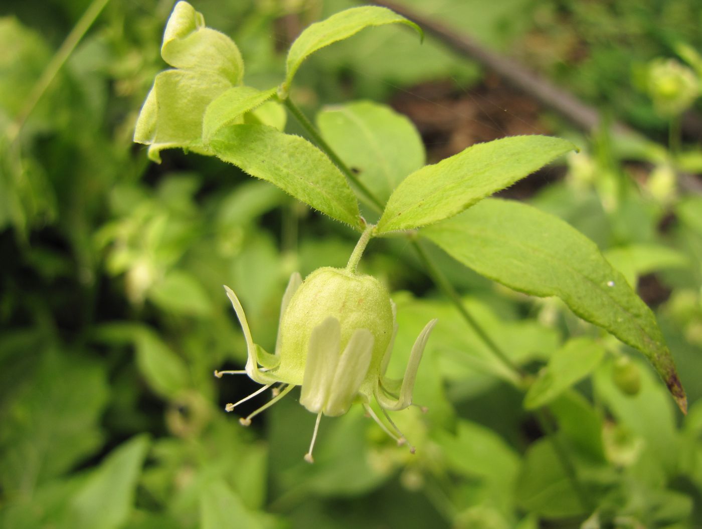 Изображение особи Cucubalus baccifer.