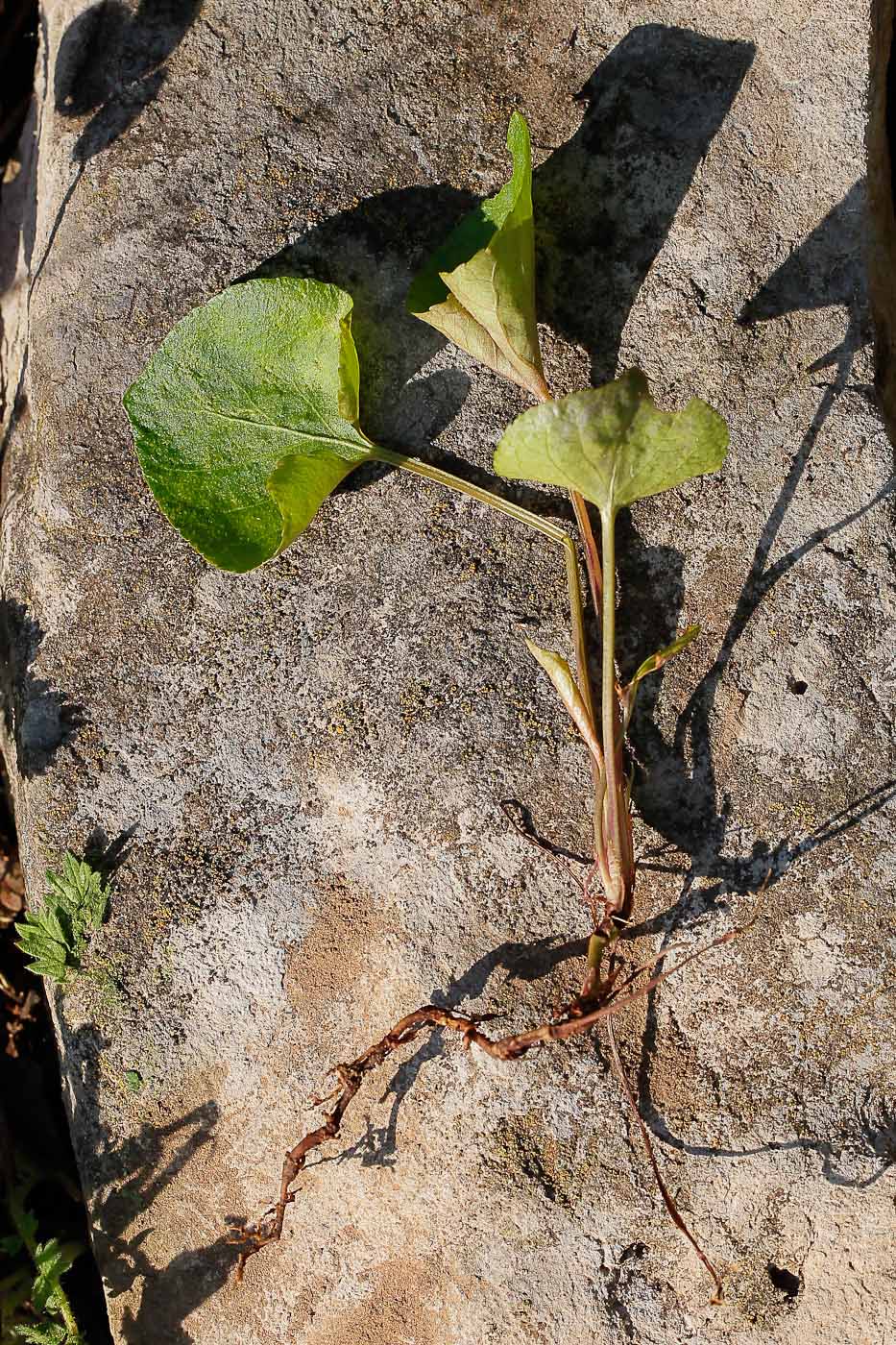 Изображение особи Viola mirabilis.