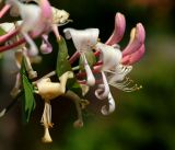 Lonicera caprifolium